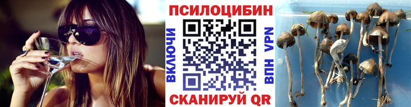 omg ТОР  купить наркотик  Долинск  Галлюциногенные грибы Psilocybine cubensis 